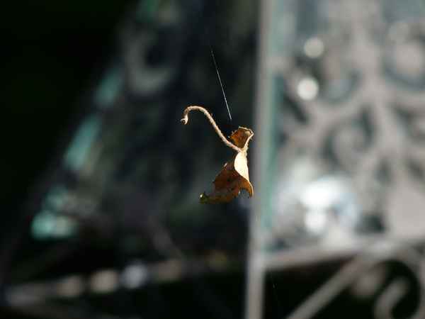Blatt am seidenen Faden