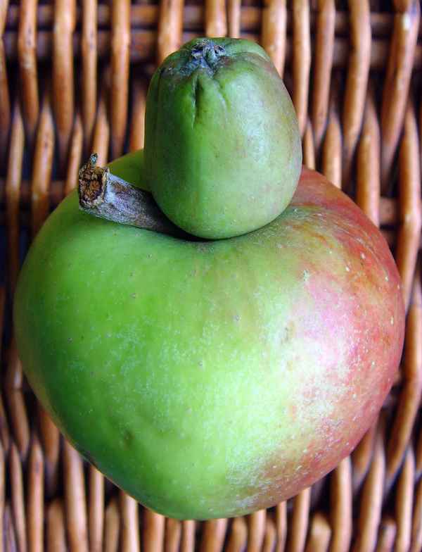 Kuriosität für den Pomologen