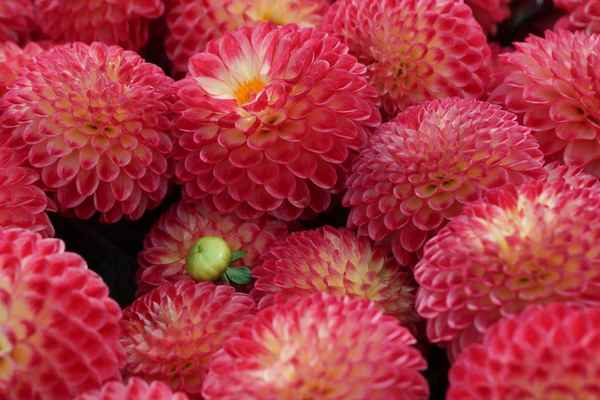 Grünschnabel im Blütenmeer