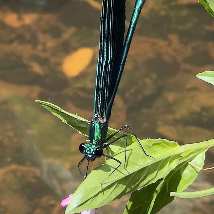 Blauflügel-Prachtlibelle zum Abflug bereit