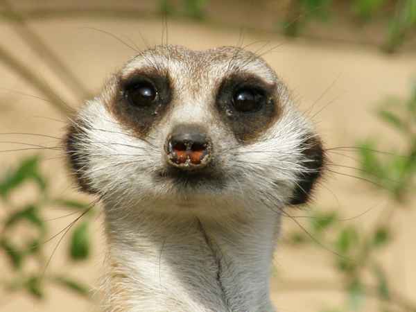 I am watching you