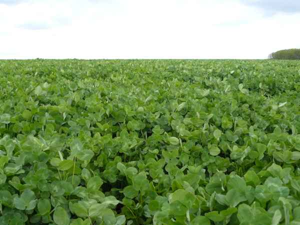 Kleeblatt-Feld