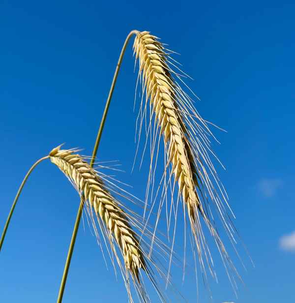 Erntezeit