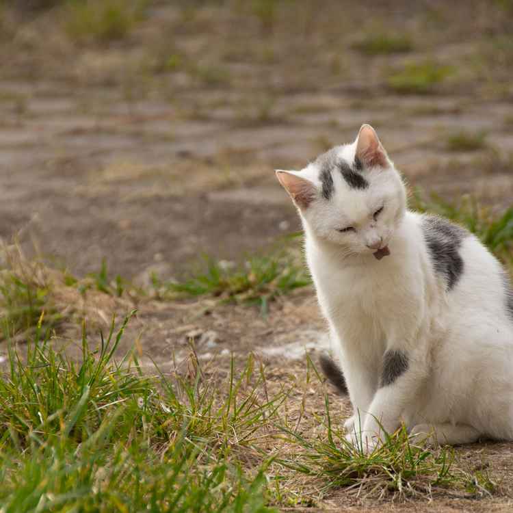 Katze putzt sich auf Hof
