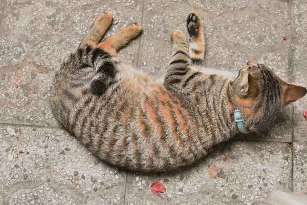 cat
