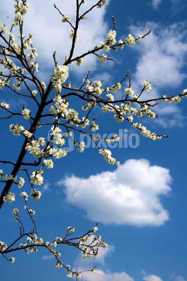 Himmel und Blüten
