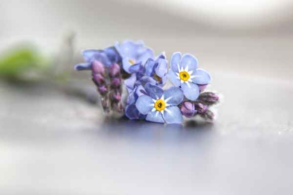 zarte Blüte
