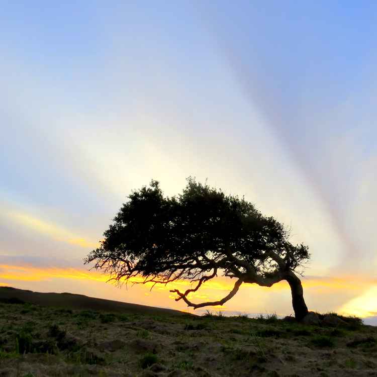Korkeiche im dynamischen Wolkenbild