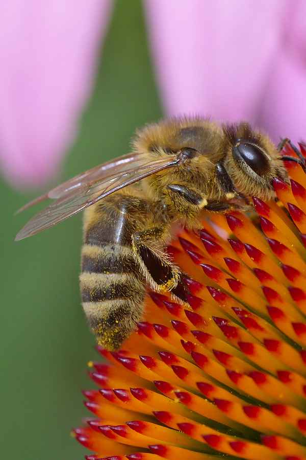 Biene, Blüte, Sommer!