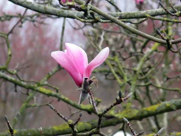 Leuchtet sie nicht schön