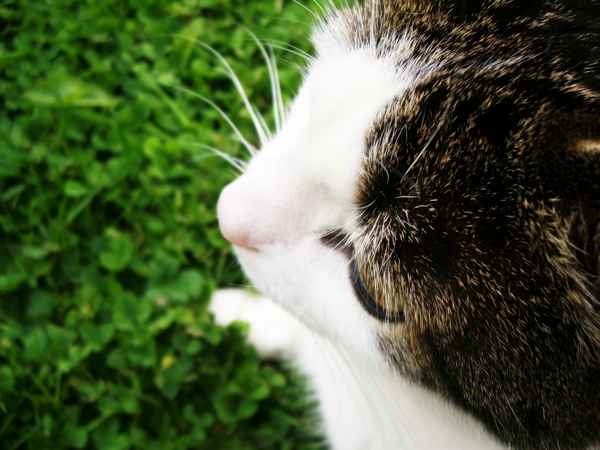 Aus der Sicht der Katze