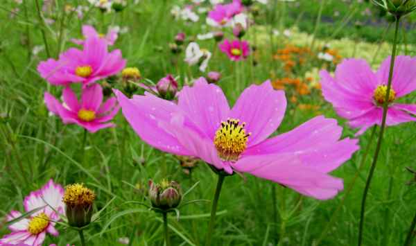 Blumenwiese mit Cosmea