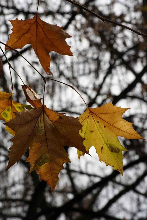  Herbst