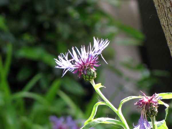 Kornblume