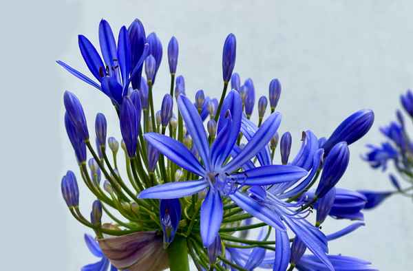 Blue explosion
