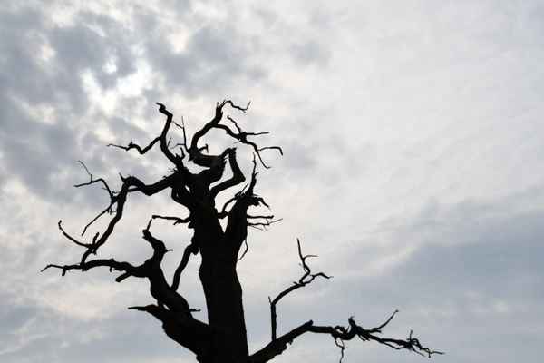 toter Baum