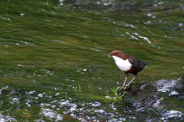 Konservenmaterial Cannon EOS 30D