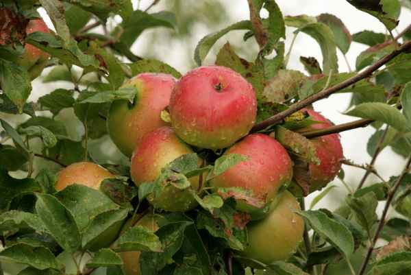 ungespritze äpfel
