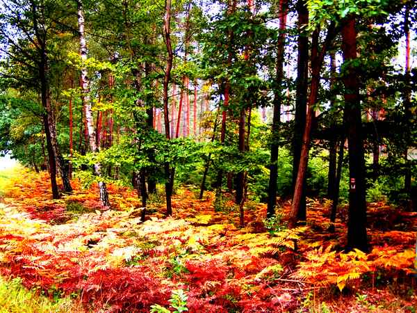 Herbstwald - freestyle