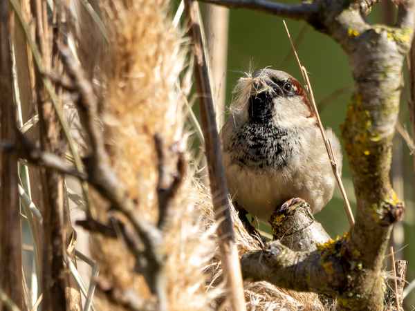 Spatz