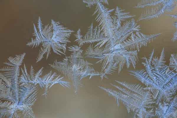Eisblumen_3