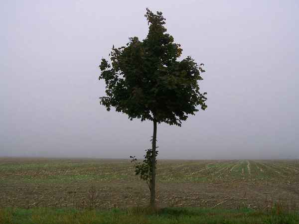 Abgeerntet 3