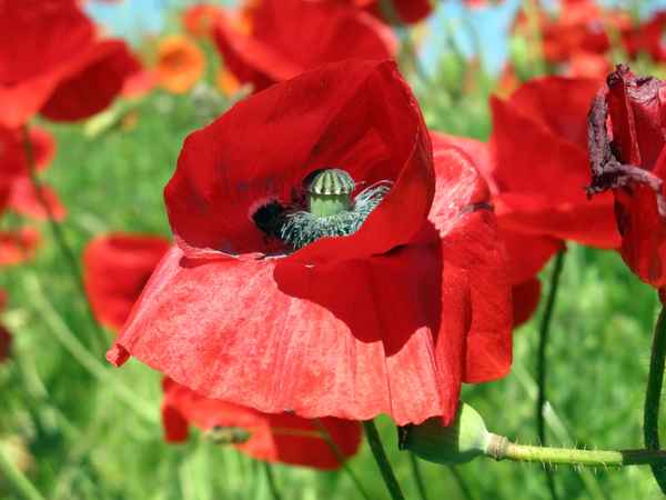 Mohn-so schön