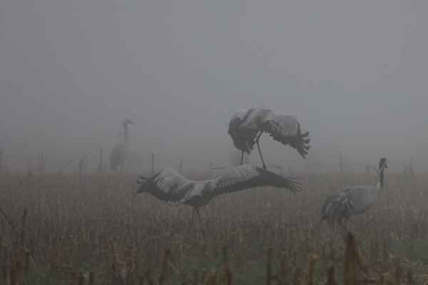 tanz der kraniche im nebel