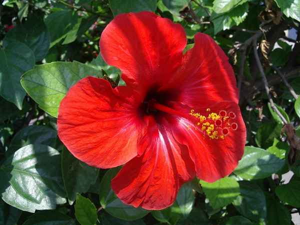 mallorquinische blüten 2