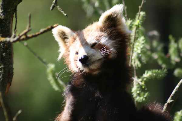 Kleiner Panda