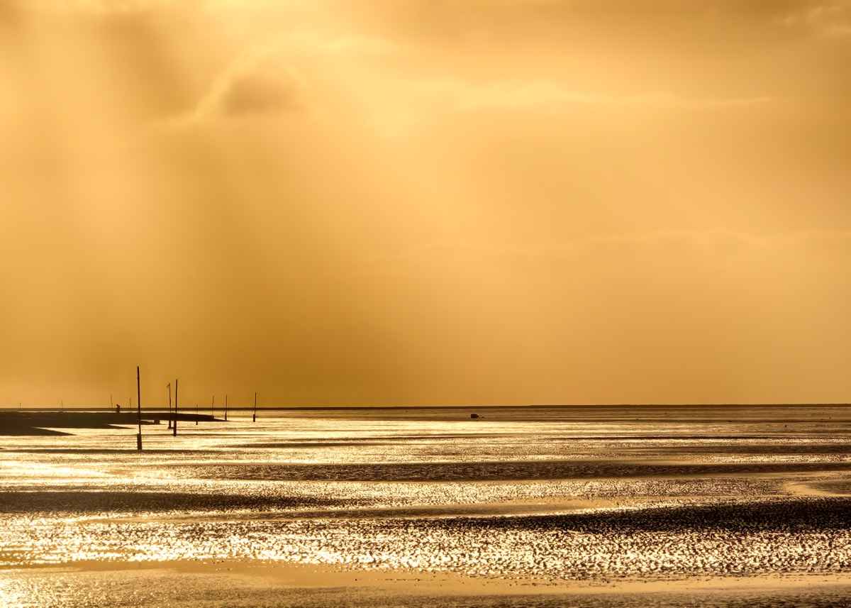 Goldfeaver by northsea