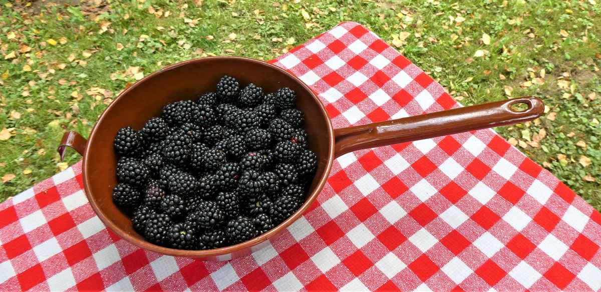 Brombeerernte