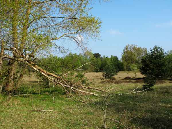 Abgeknickter Ast