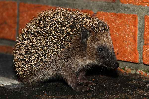 nächtlicher Besucher 3