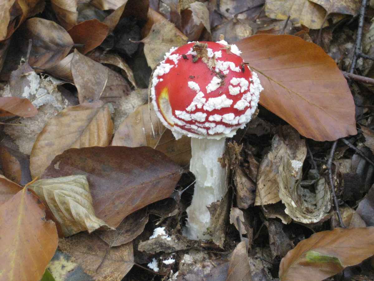 Fliegenpilz im Herbstlaub
