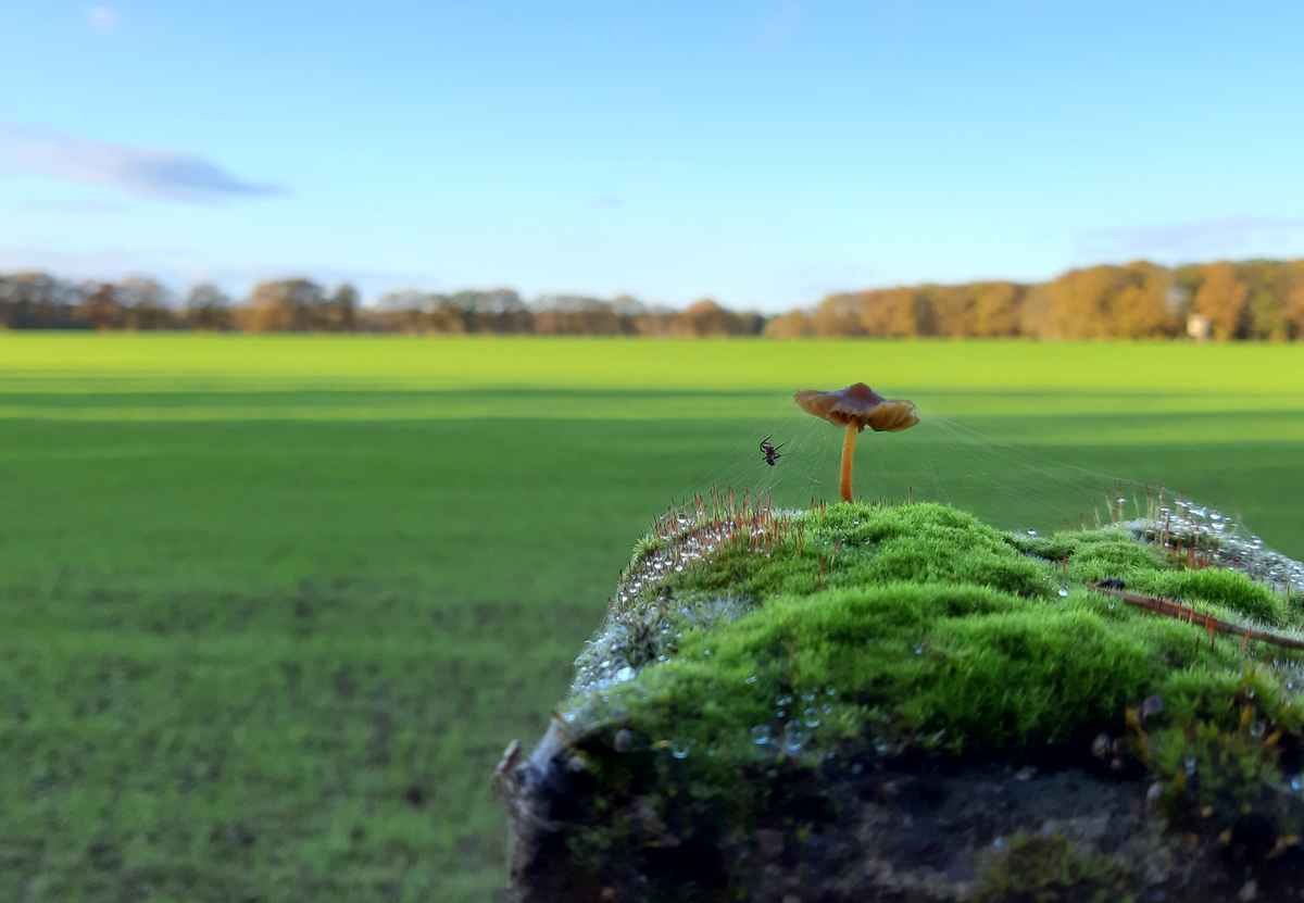 "This is my home" said the spider