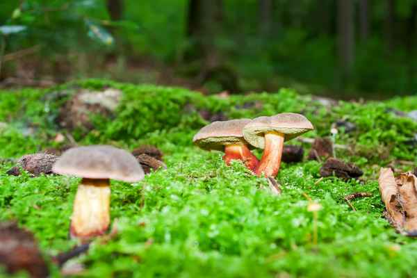 Rotfußröhrling (Xerocomellus chrysenteron)