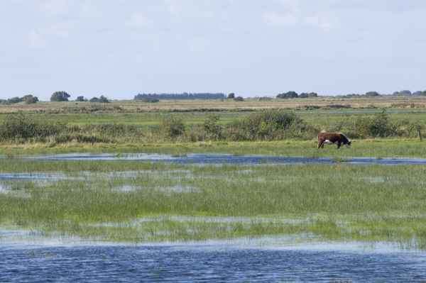 Weites Land - mit Wasserbüffel?