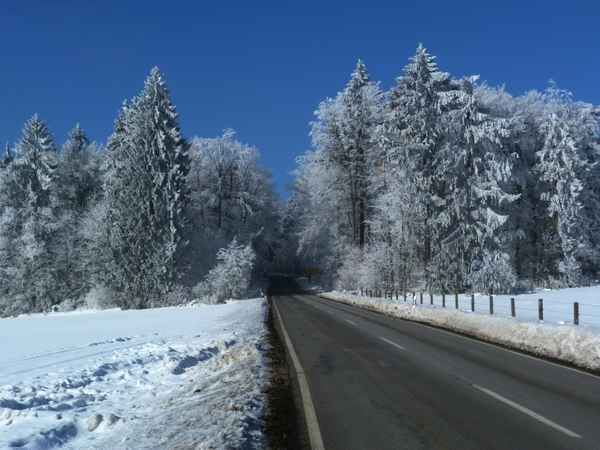 Fahrt durch den Winterwald