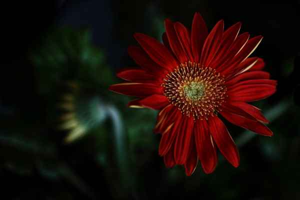 Gerbera