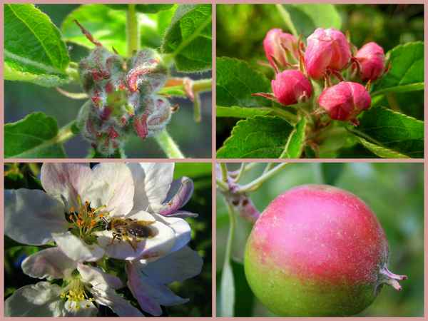von der Knospe zur Frucht