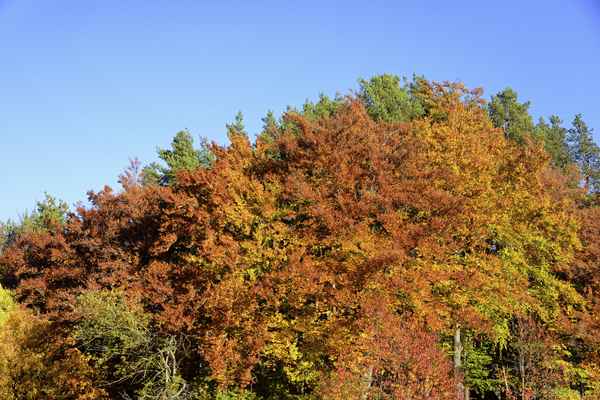 Herbstwald, Südtirol