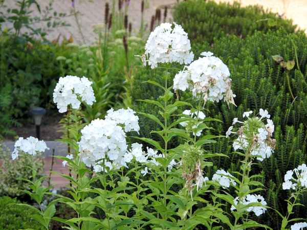 Weißer Phlox