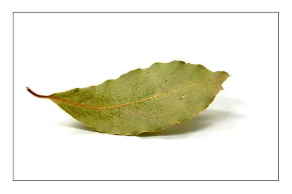 Lorbeerblätter 1