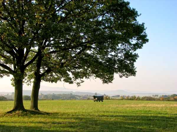 Baum mit alter Kutsche/altem Wagen