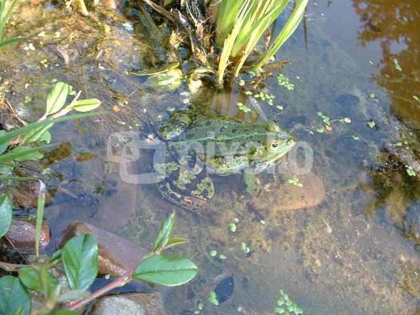 Frosch im Gartenteich