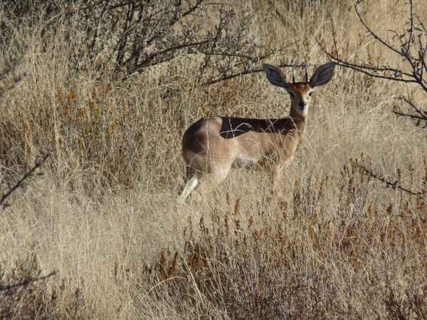 Afrik. Steinbock - gut getarnt