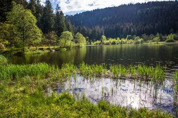 Sankenbachsee bei Baiersbronn 6