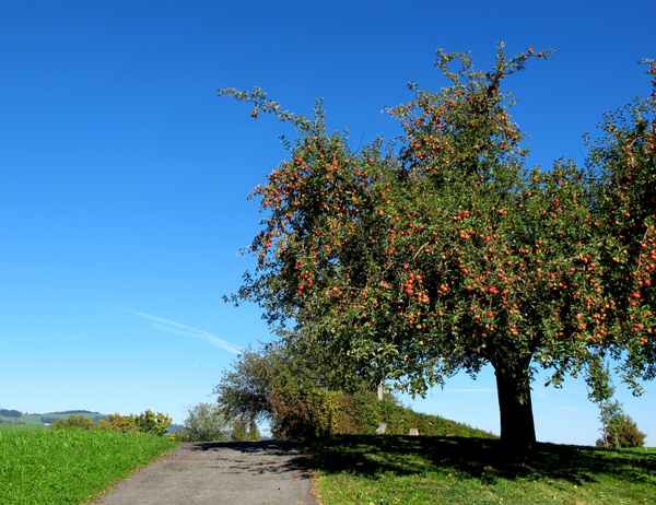 Apfelbaum im Herbst