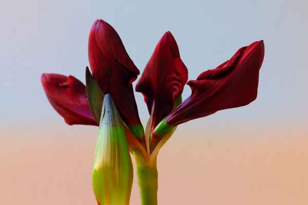 Aufstrebende Knospen
